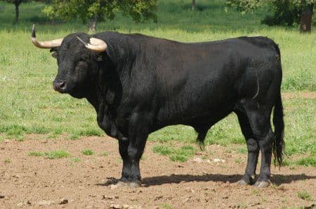 La Clasificación de la Carne Vacuna