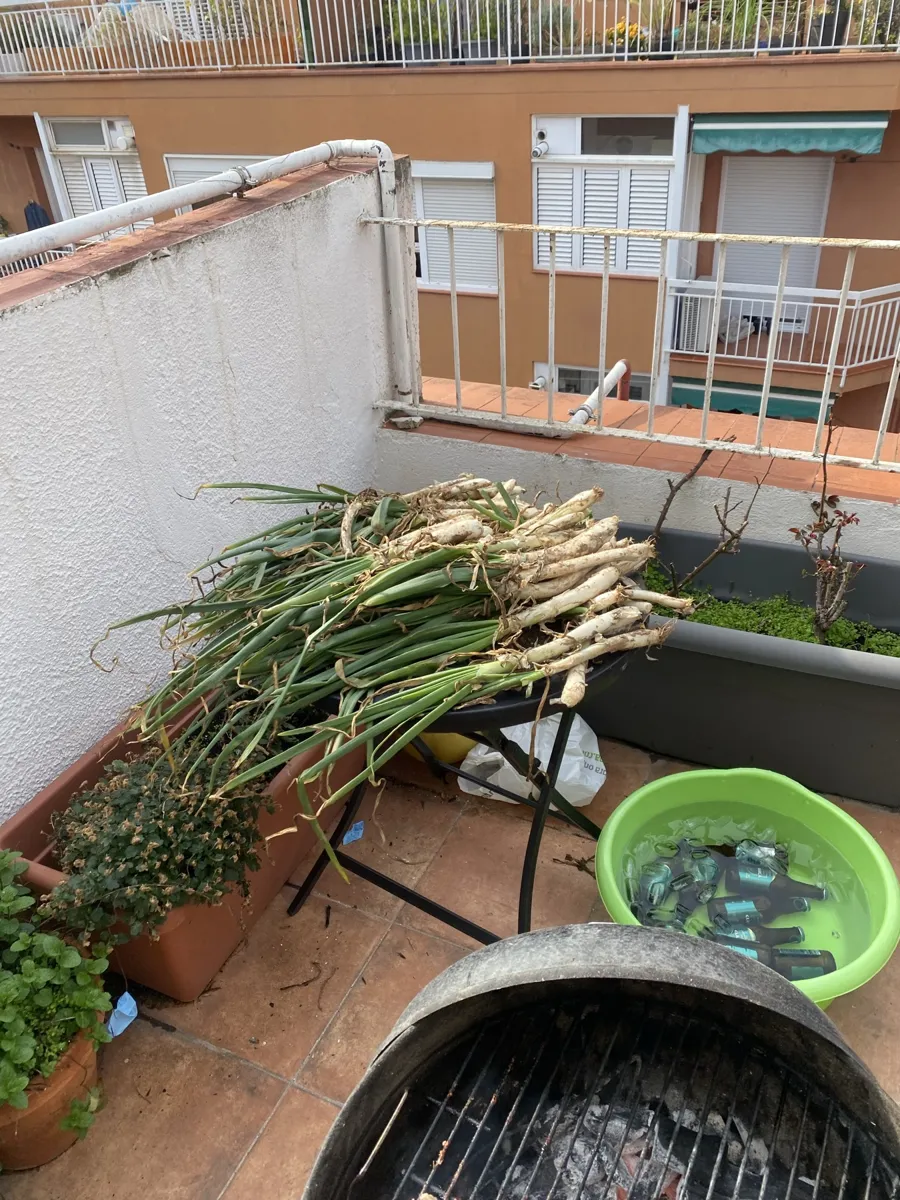 Manojo de calçots crudos preparados en una terraza junto a una barbacoa de carbón redonda