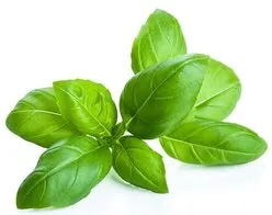 albahaca