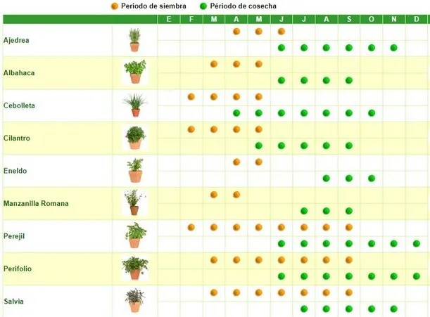 Calendario para sembrar hierbas aromáticas de barbacoa