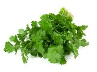 Cilantro fresco, hierba aromática para barbacoa