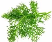 Eneldo fresco, hierba aromática para barbacoa
