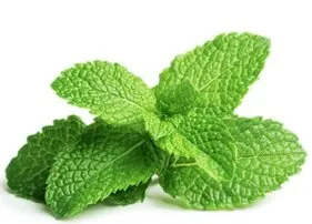 Hierbabuena fresca, hierba aromática para barbacoa
