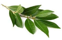 Laurel fresco, hierba aromática para barbacoa