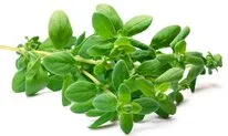 Mejorana fresca, hierba aromática para barbacoa