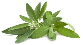 Salvia fresca, hierba aromática para barbacoa