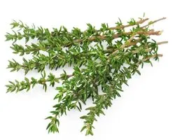 Tomillo fresco, hierba aromática para barbacoa