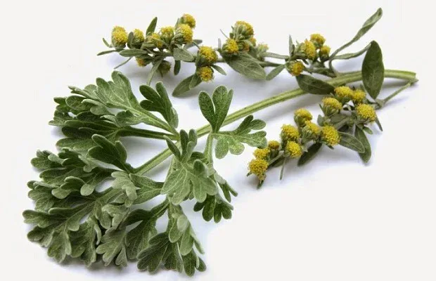 Rama de ajenjo, la planta que da el amargor al vermut
